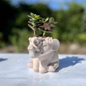 Bloempot Olifant  [ BRUNT UMBER ]